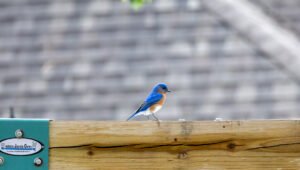 Eastern Bluebird